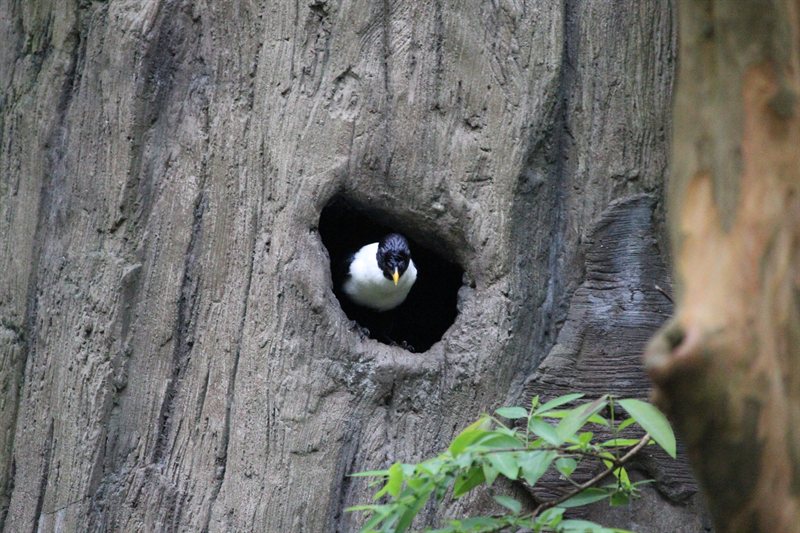 White-Necked Myna at the aviary at Hong Kong Park