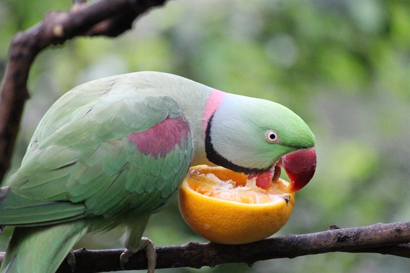 Alexandrine Parakeet at the aviary at Hong Kong Park