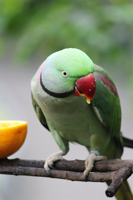 Alexandrine Parakeet at the aviary at Hong Kong Park