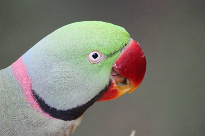 Alexandrine Parakeet at the aviary at Hong Kong Park