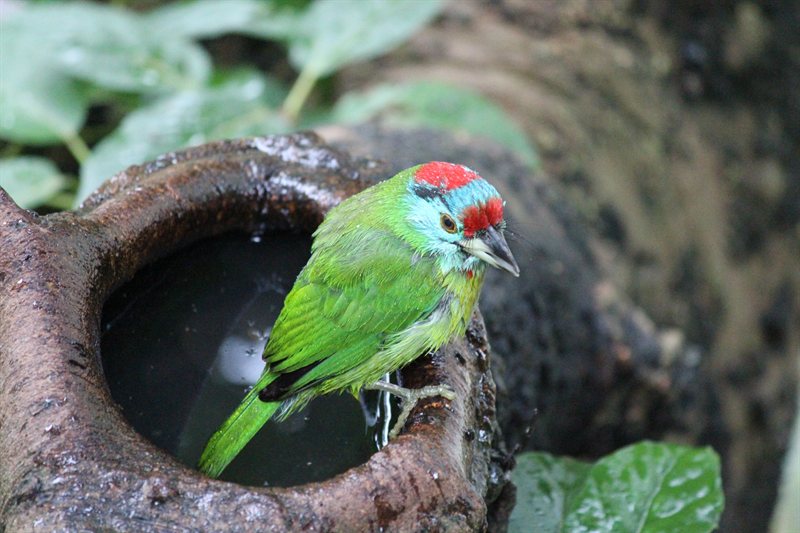 Bird taking a bath at Hong Kong Park aviary