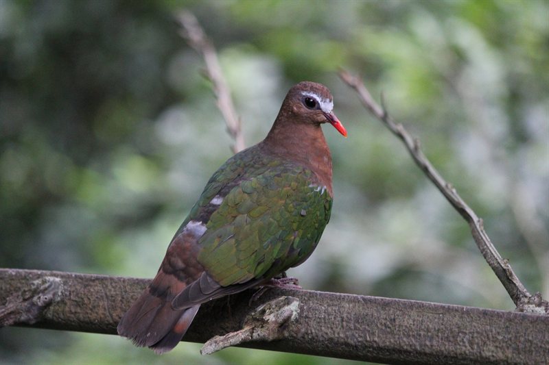Emerald Dove at the aviary at Hong Kong Park