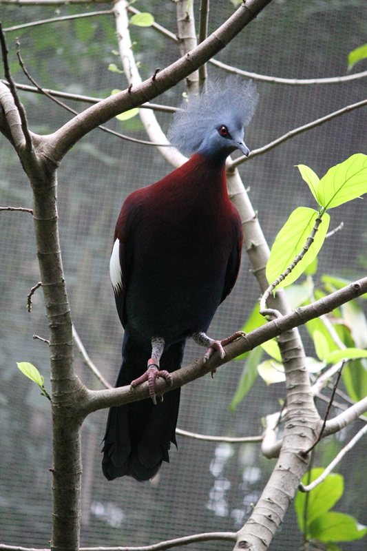Big bird at the aviary at Hong Kong Park