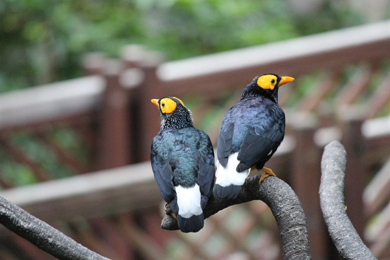 Yellow- Faced Myna birds at the aviary at Hong Kong Park