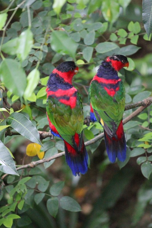 Rainbow Lorikeets at the aviary at Hong Kong Park