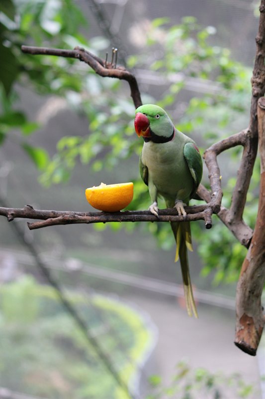 Alexandrine Parakeet at the aviary at Hong Kong Park