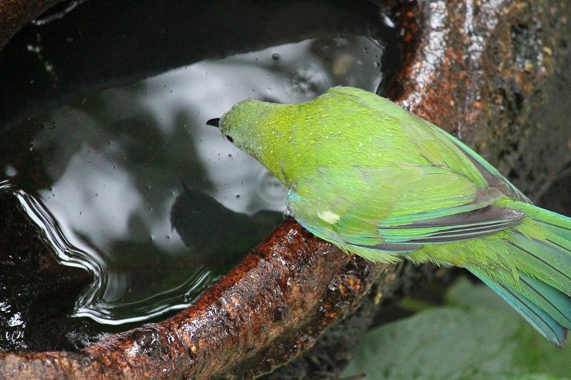 Bird taking a bath at Hong Kong Park aviary