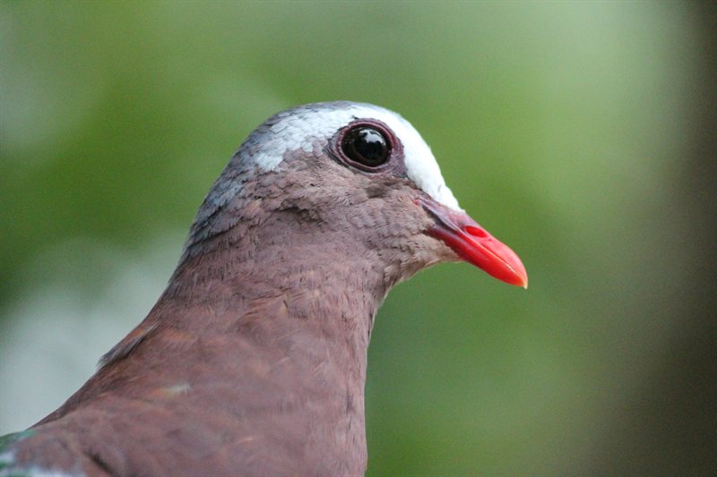 Emerald Dove at Hong Kong Park aviary