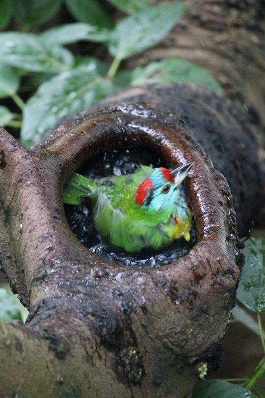 Bird taking a bath at Hong Kong Park aviary