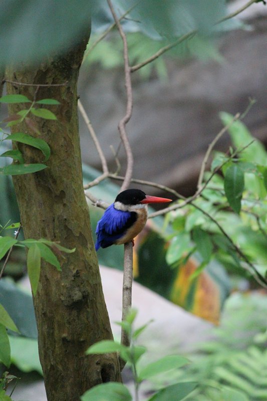 Kingfisher at Hong Kong Park aviary