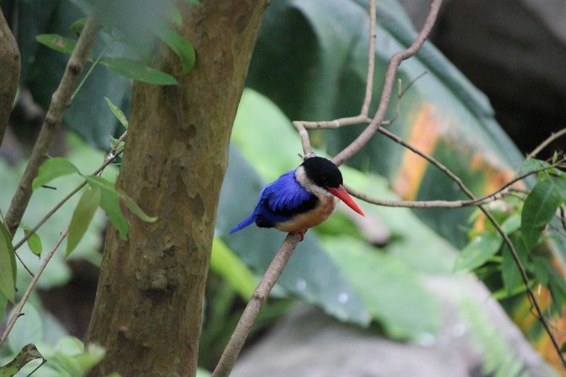 Kingfisher at Hong Kong Park aviary