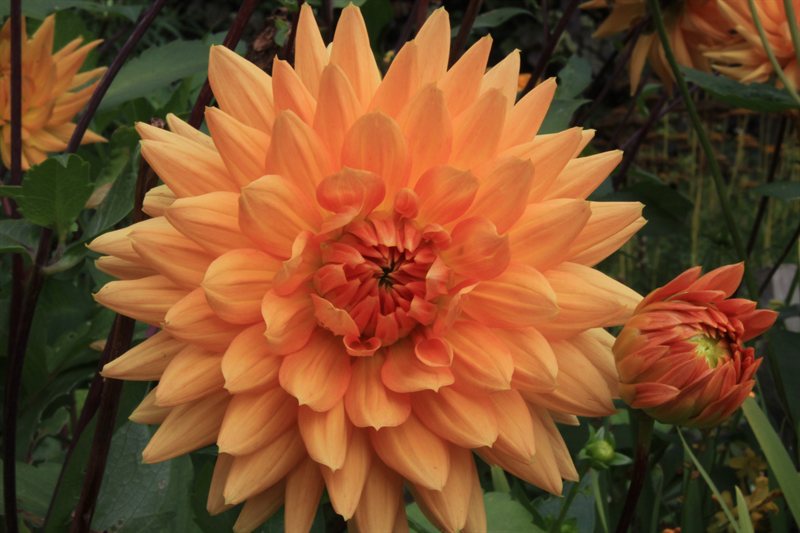 Flower in garden at Crathes Castle