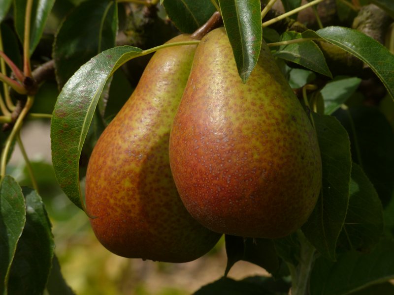 Pears in the garden at Saint-Georges de Boscherville Abbey