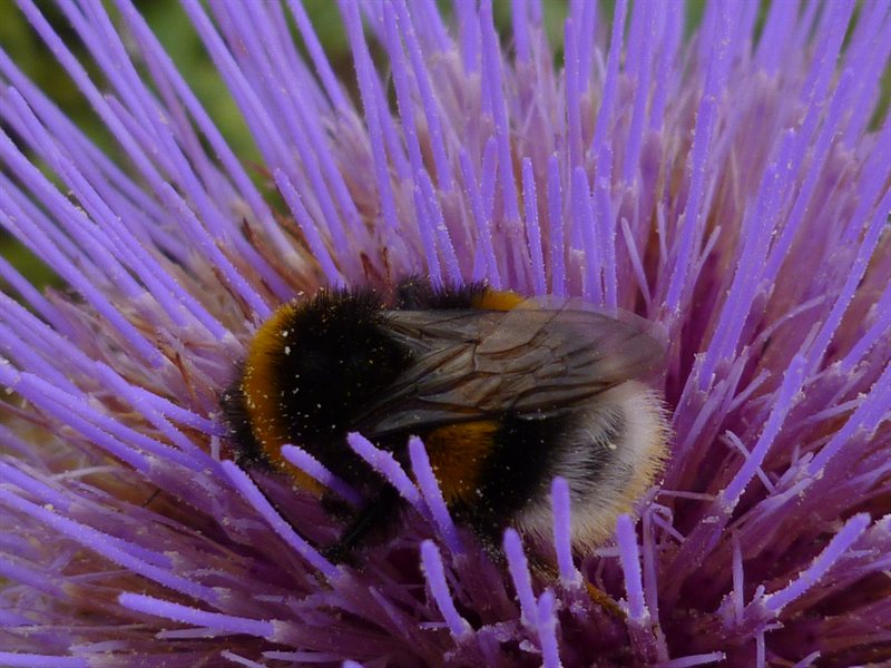 Bees in the garden at Saint-Georges de Boscherville Abbey