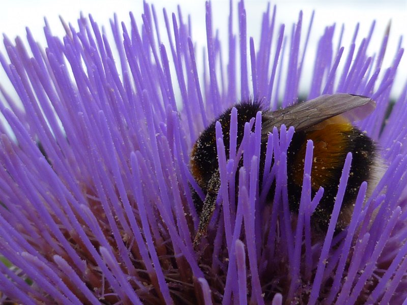 Bees in the garden at Saint-Georges de Boscherville Abbey