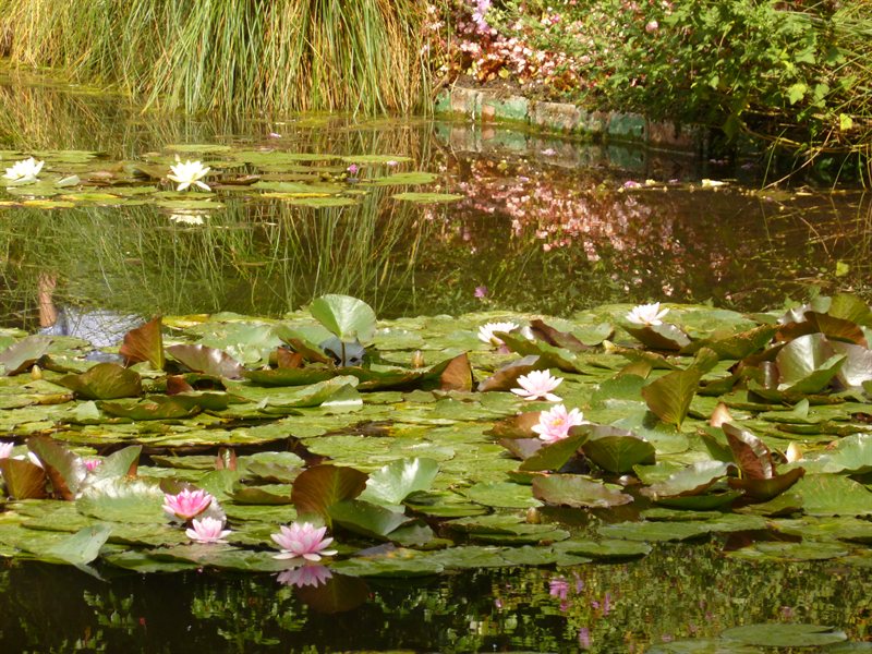 Monet's Gardens