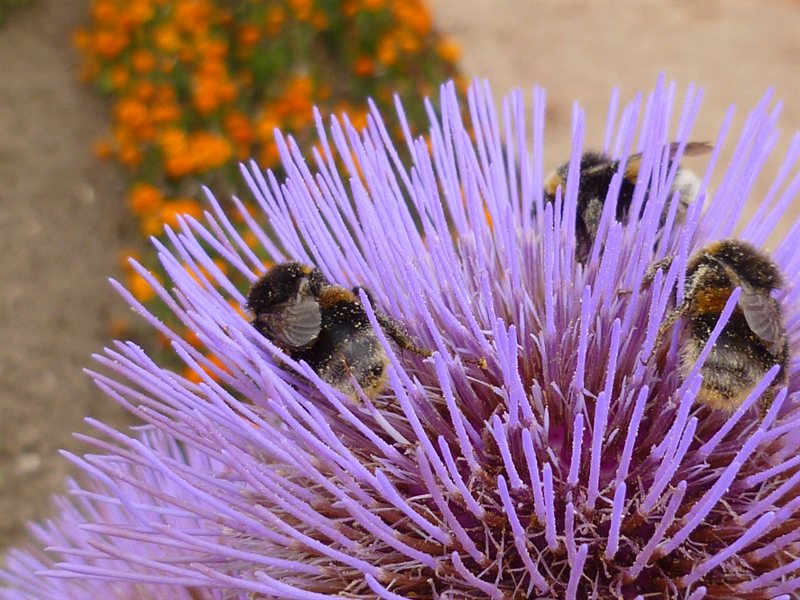 Bees in the garden at Saint-Georges de Boscherville Abbey