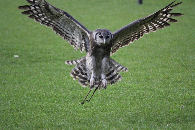 Owl display at Warwick Castle