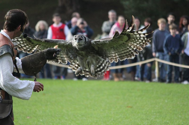 Owl display at Warwick Castle