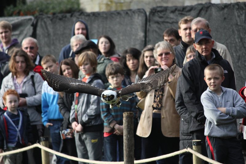 Owl display at Warwick Castle
