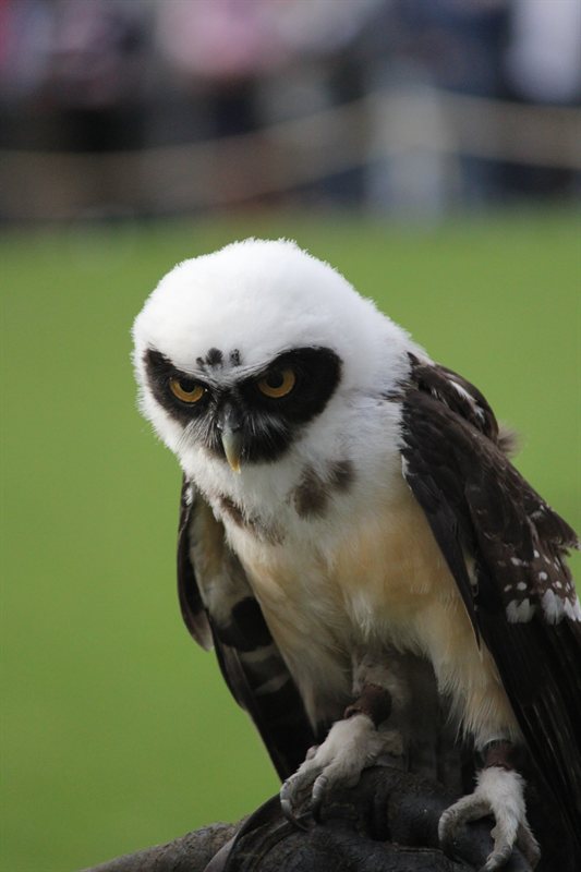 Owl display at Warwick Castle
