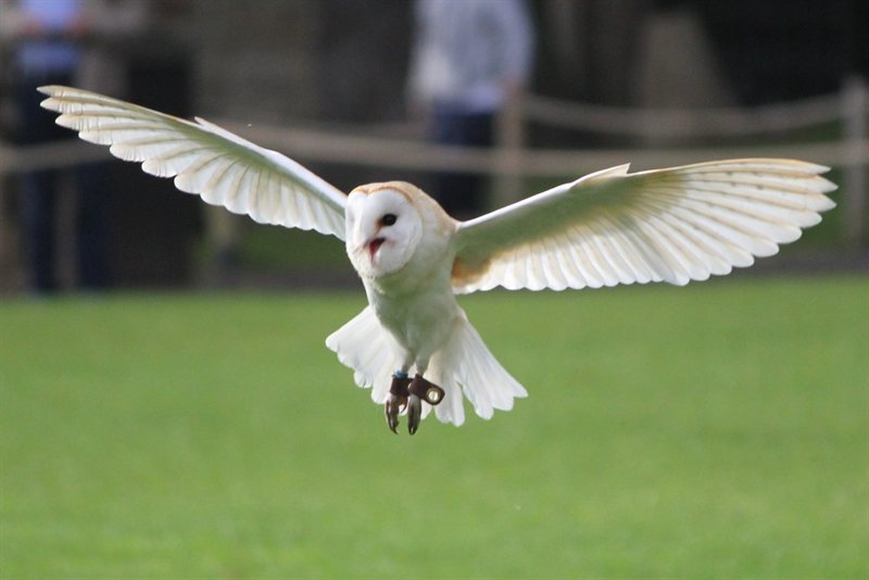 Owl display at Warwick Castle