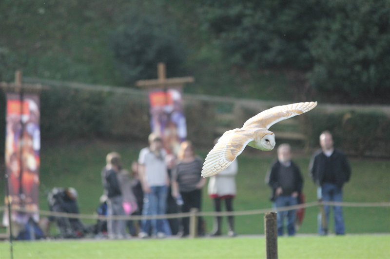 Owl display at Warwick Castle