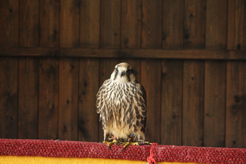 Aviary at Warwick Castle