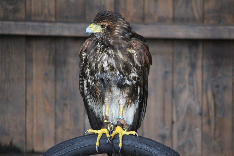 Aviary at Warwick Castle