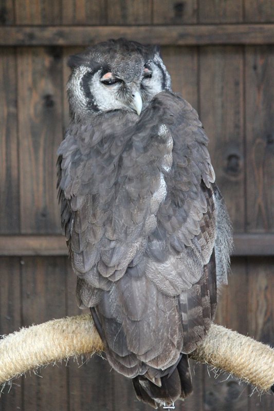Aviary at Warwick Castle