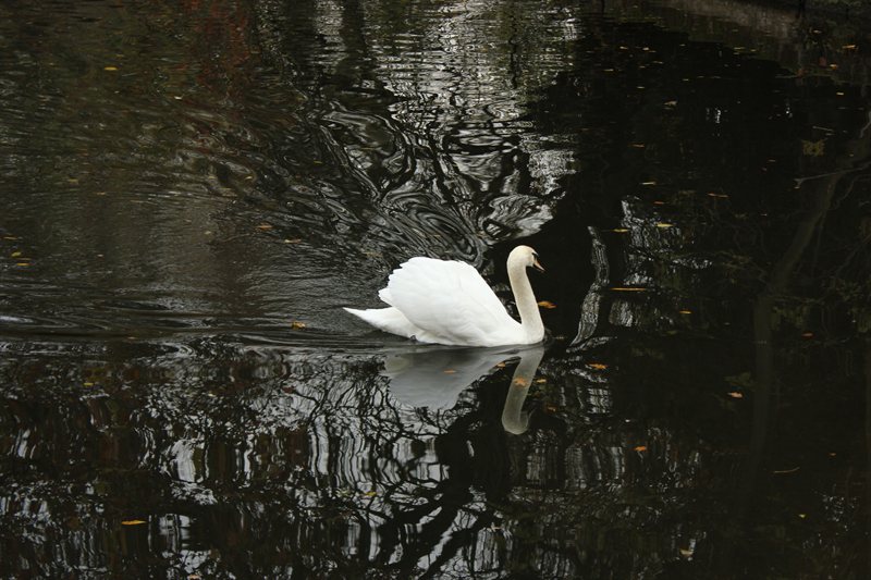 Swan at Warwick Castle