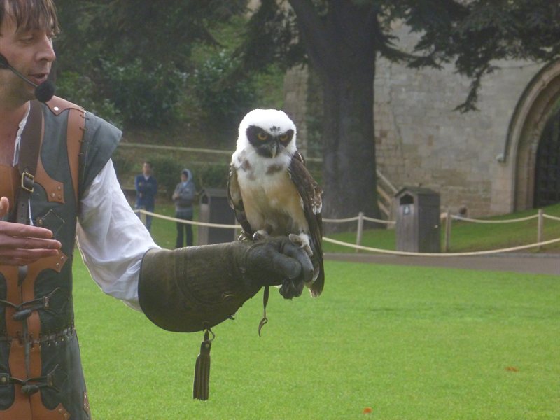 Owl display at Warwick Castle