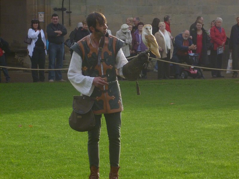 Owl display at Warwick Castle
