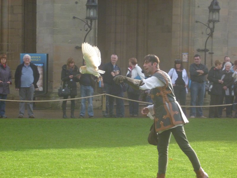 Owl display at Warwick Castle