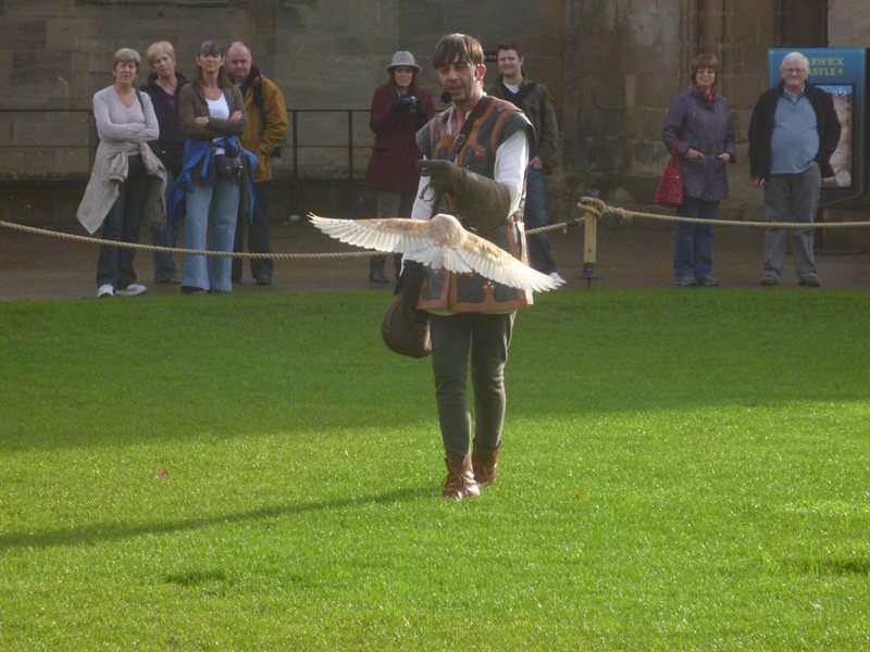 Owl display at Warwick Castle