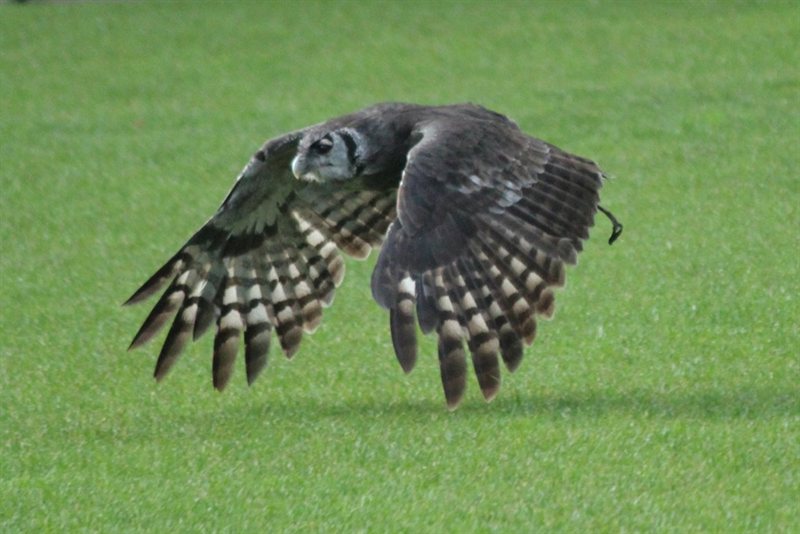 Owl display at Warwick Castle