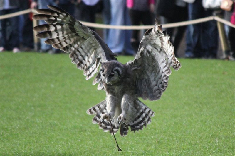 Owl display at Warwick Castle