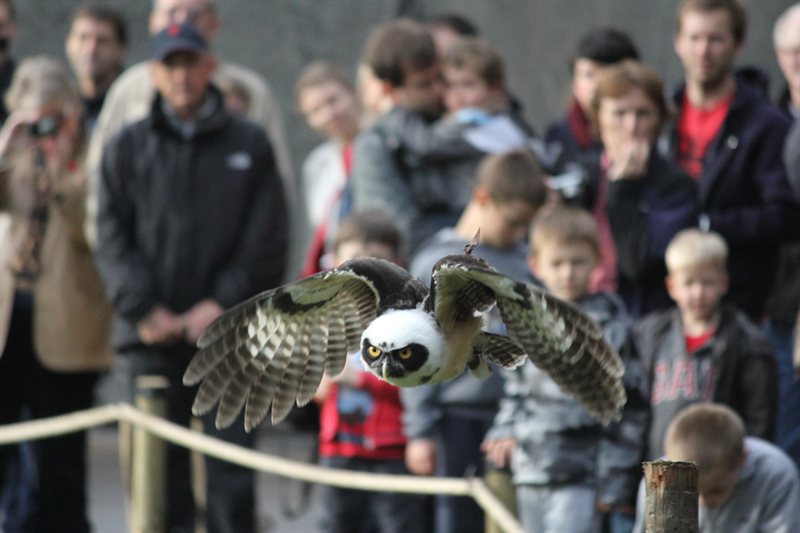 Owl display at Warwick Castle