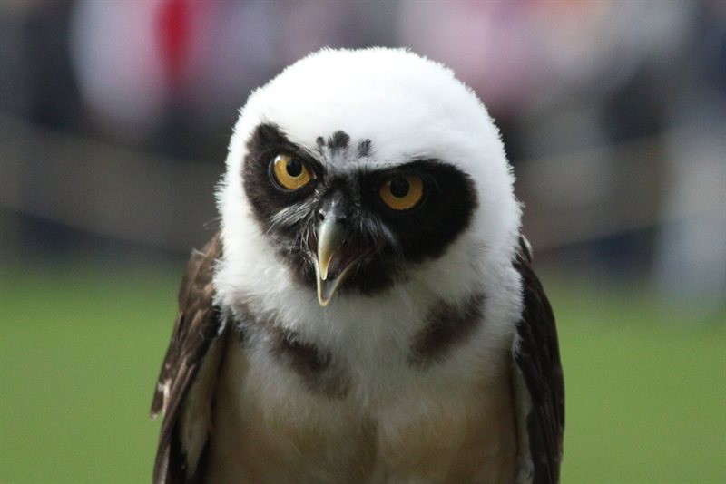 Owl display at Warwick Castle