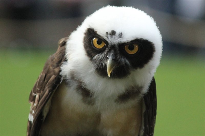 Owl display at Warwick Castle