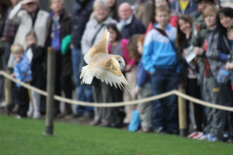 Owl display at Warwick Castle