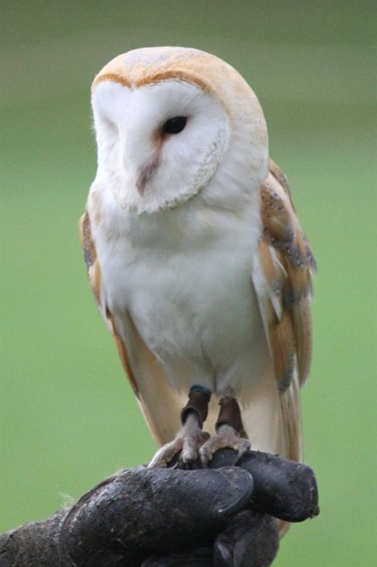 Owl display at Warwick Castle