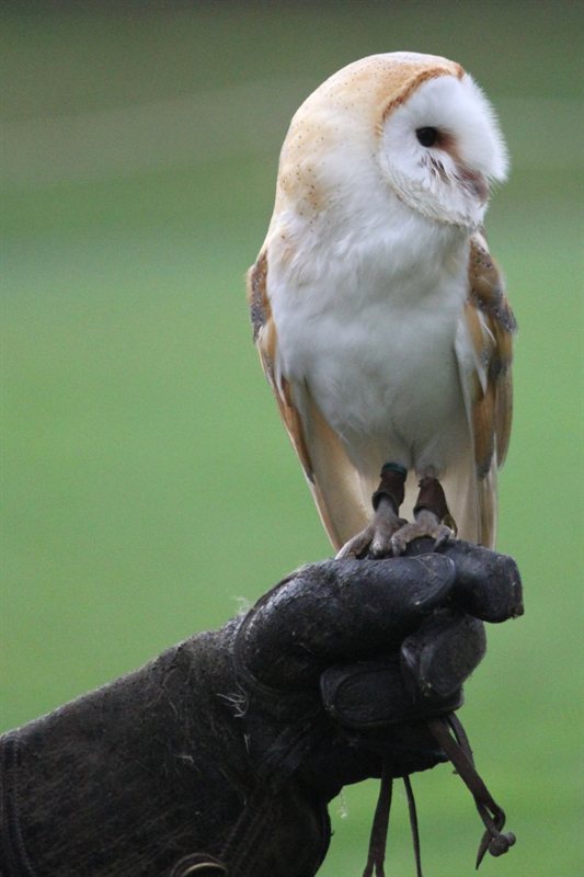 Owl display at Warwick Castle