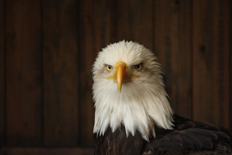 Aviary at Warwick Castle