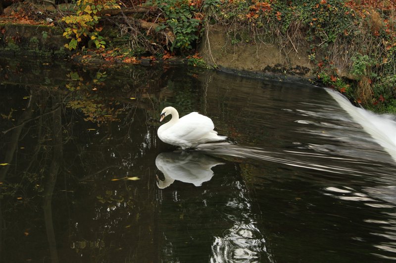 Swan at Warwick Castle