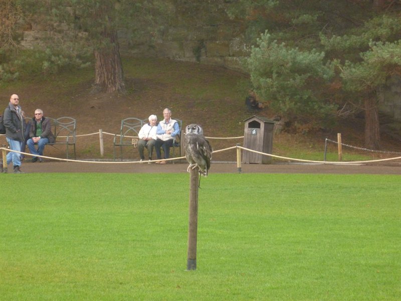 Owl display at Warwick Castle