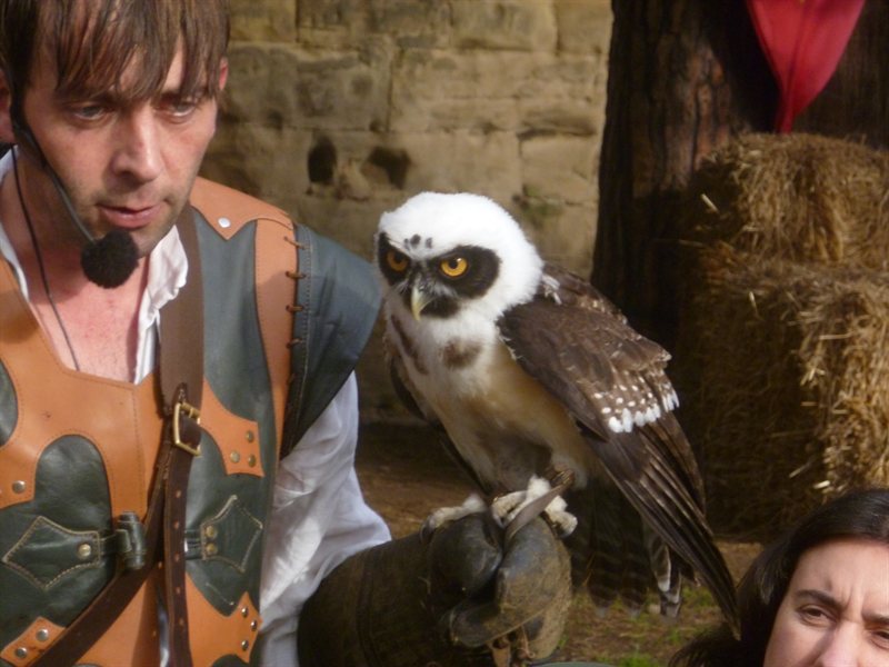 Owl display at Warwick Castle