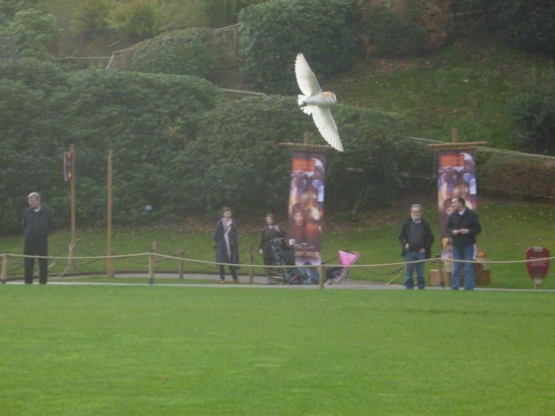 Owl display at Warwick Castle