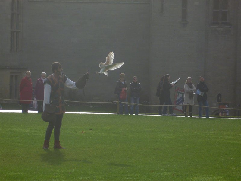 Owl display at Warwick Castle