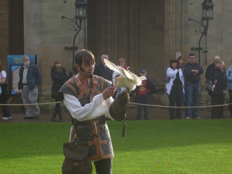 Owl display at Warwick Castle